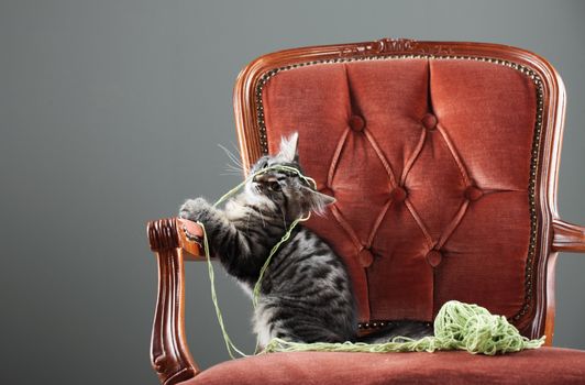 Kitten playing with a ball of wool in a red armchair