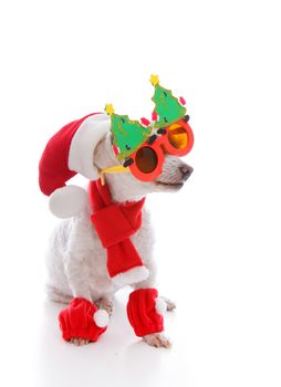 Happy dog wearing a santa hat, comical Christmas glasses and scarf and leggings