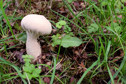 Single puffball mushroom growing among autumn leaves and grass