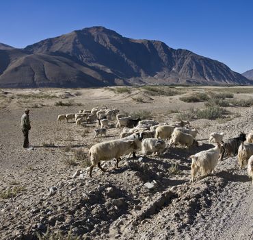 Shepherd with goat herd near Tsetang in Tibet
