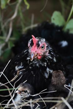 Mother Cochin hen and two little chicks. Extreme shallow depth of field. 