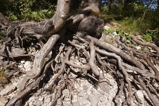 Exposed roots of two fir trees by a dry lake
