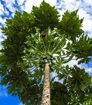 Papaya tree and blue sky. location in Thailand.
