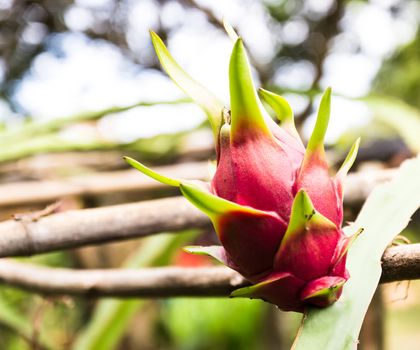 Vivid and vibrant dragon fruit  on a tree