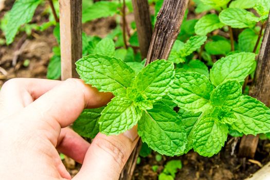 Hand touch fresh mint leaves on a garden