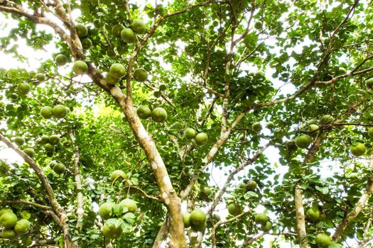 Green pomelo fruit on tree