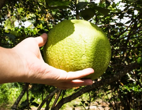 Green pomelo fruit and Hand