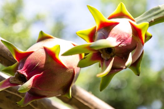 Vivid and vibrant dragon fruit  on a tree