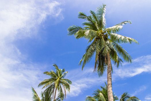 Coconut tree and blue sky