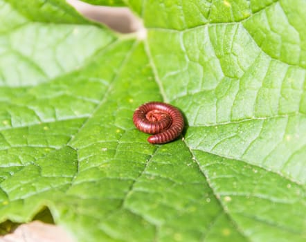 Millipede macro on a green leaf