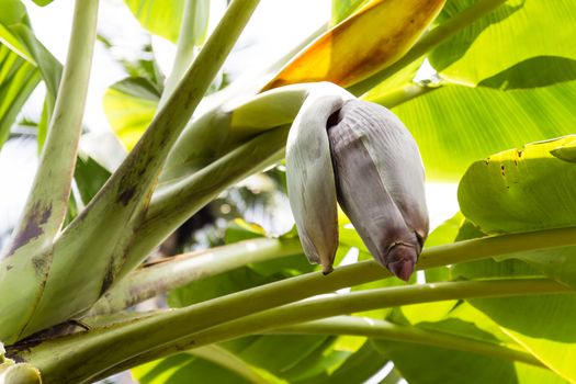 Banana flower blossom on banana treein Thailand.