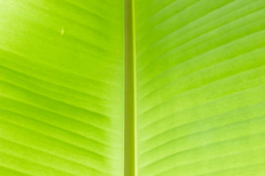 Bright Banana Leaf Background,Close-up a big banana leaf glowing in the sun