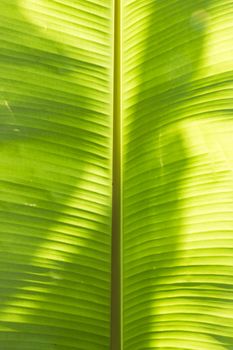 Bright Banana Leaf Background,Close-up a big banana leaf glowing in the sun