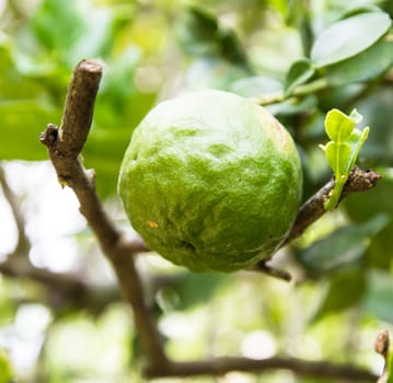 Kaffir Lime or Bergamot fruit on tree