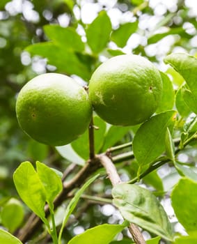 Lime fruit on tree, Thailand