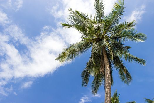 A palm tree on blue sky in Thailand