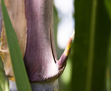 The sugar canes sprouted new shoots.