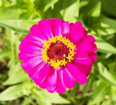 Zinnia pink flower  - Zinnia of the family Asteraceae.