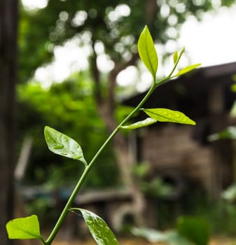 Sauropus androgynus or sweet leaf isolated on white background