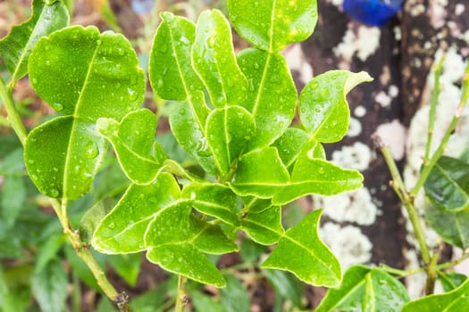 Water drop on kaffir lime leaf on tree