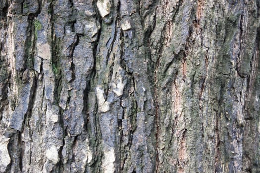 Tree Bark. Detailed.Texture effect. Background