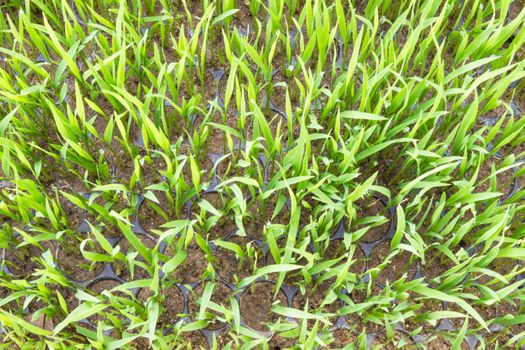 Young rice sprout in the box of nursery tray ready to growing in the rice field of Thailand in Southeast Asia.