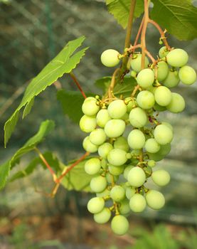 Ripening green grape on the vine in summer