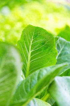 Hydroponics vegetable farm,close up of Lettuce Crop Lactuca Leaf Vegetable