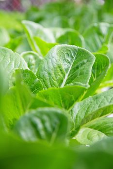 Hydroponics vegetable farm,close up of Lettuce Crop Lactuca Leaf Vegetable