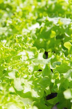 Hydroponics vegetable farm,Frillie Iceburg Lettuce,Green Oak Lettuce