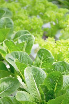 Hydroponics vegetable farm