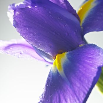 flower close-up isolated on a white background