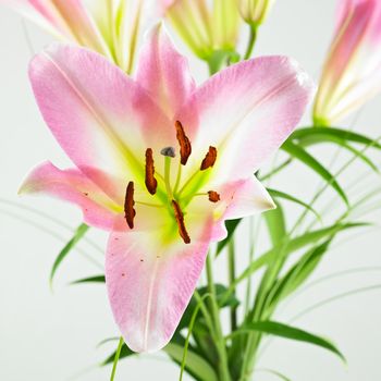 close-up of lilly isolated on a white background