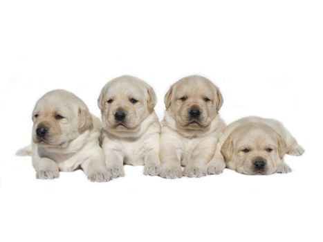 puppies litter