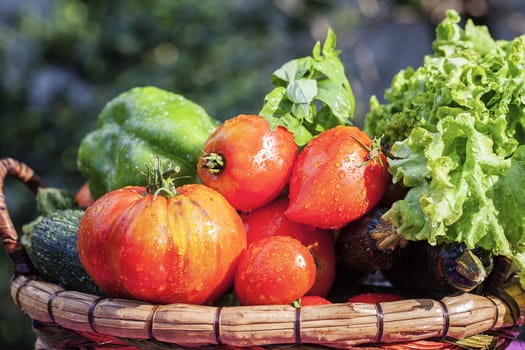 view of wet vegetables on table in garden 