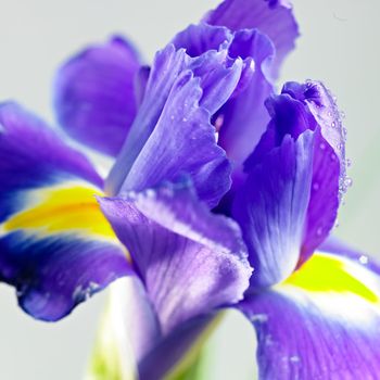 flower close-up isolated on a white background