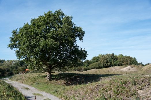 old oak in dutch landscape with blue sky as background