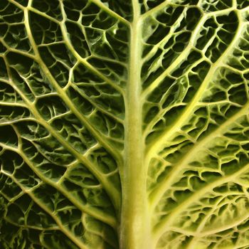 The underside of a cabbage leaf.