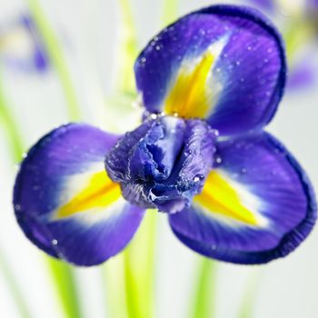 flower close-up isolated on a white background