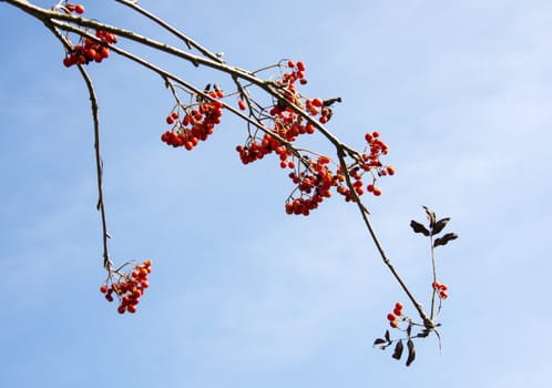 red berries with blue sky