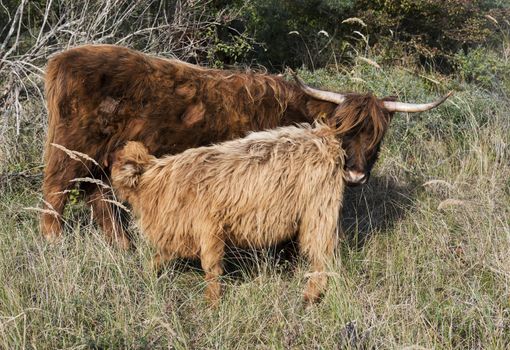 young galloway oxen drinking milk at mothers nipple