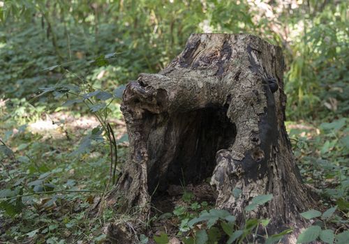 old hollw part of big tree in the forest