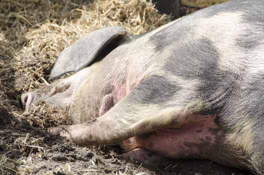 Head of a pig sleeping on the ground in mud
