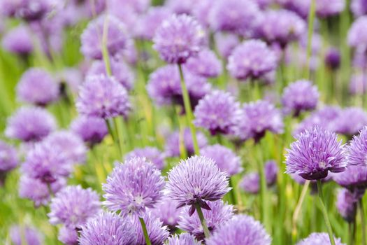 Flowering purple chive blossoms, Allium schoenoprasum a fresh herb