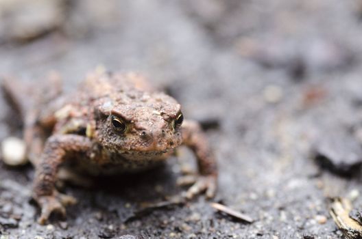 Common toad, Bufo bufo, walking on the ground on a rainy day