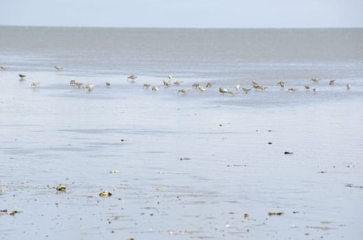 Black-tailed Godwit, Limosa limosa feeding in the Wadden Sea