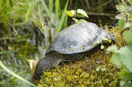 European pond turtle, Emys orbicularis on moss at a pond