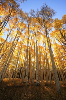 Aspen trees with fall color, San Juan National Forest, Colorado, USA