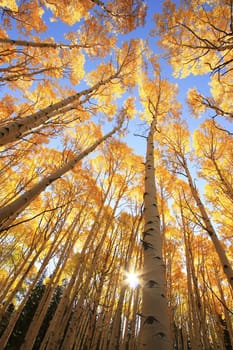 Aspen trees with fall color, San Juan National Forest, Colorado, USA