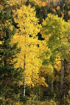 Aspen trees with fall color, San Juan National Forest, Colorado, USA